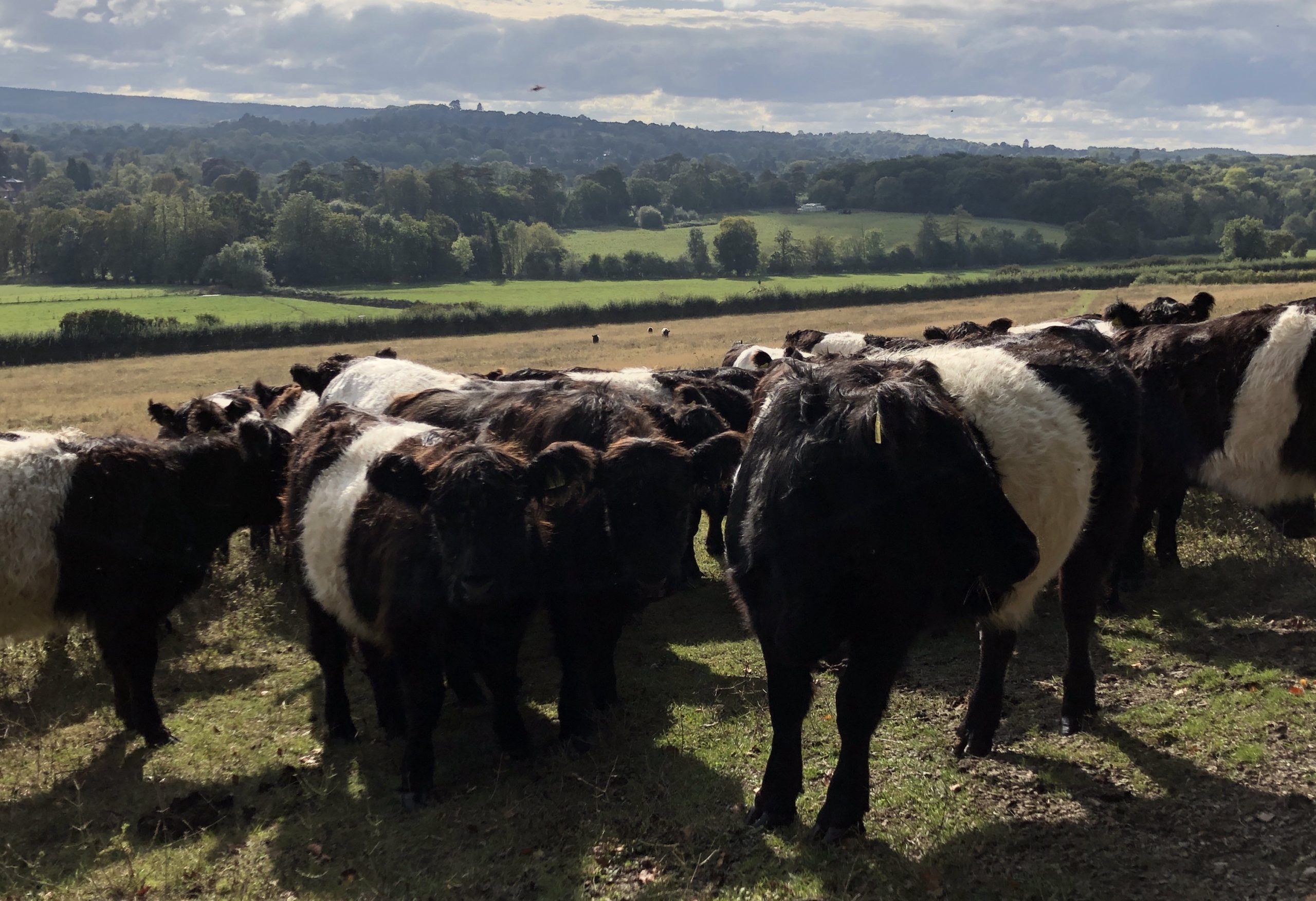 galloway cattle