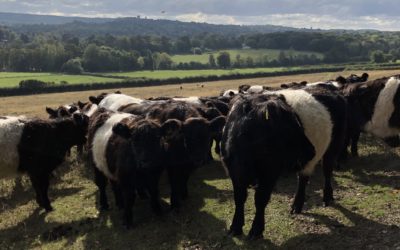 All About Our Belted Galloway Beef